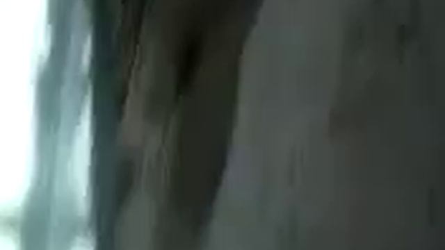 Пушистые Встречи