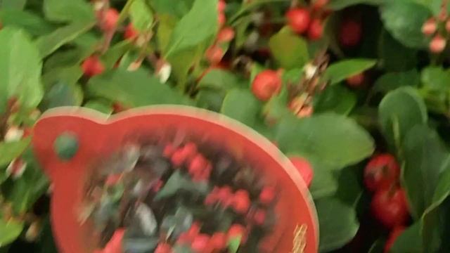 Gaultheria procumbens Big Berry смотреть онлайн