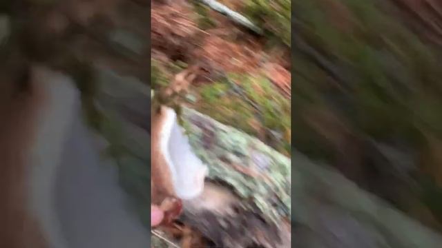 สวัสดีค่ะ มาทำความรู้จักเห็ดหิ้ง SWE 06-10 -63 BE Björkticka = POLYPORE ,PIPTOPORUS ,BETULINUS смотреть онлайн