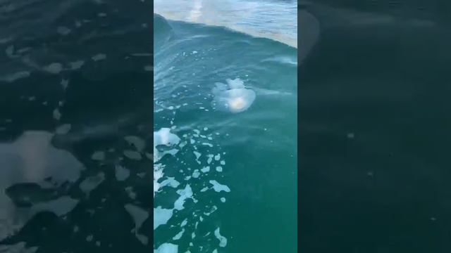 Медузы в Черном море смотреть онлайн