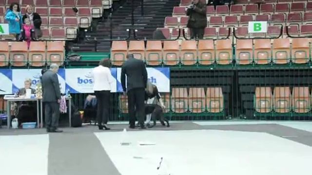 CACIB Katowice 22.03.2015 wyżeł niemiecki długowłosy (1) смотреть онлайн