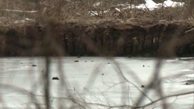 В Ярославском районе горят дачные дома смотреть онлайн