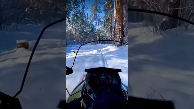 ПРОГУЛКИ НА СНЕГОХОДАХ ПО ЛЕСУ. П #прокатснегоходов #аэросъёмка #видео #казань