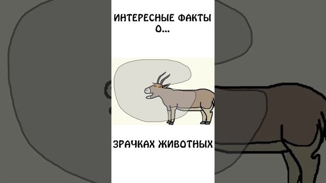 Интересный факт о зрачках животных #шортс #животные #акула #академияброкколи #анимация #глаза смотреть онлайн