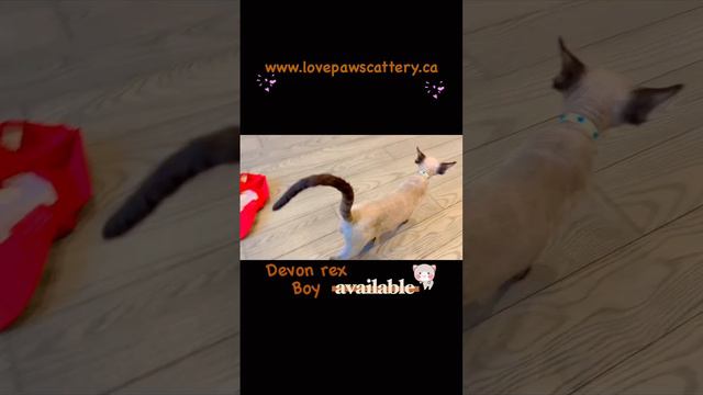 Available devon rex kitten смотреть онлайн