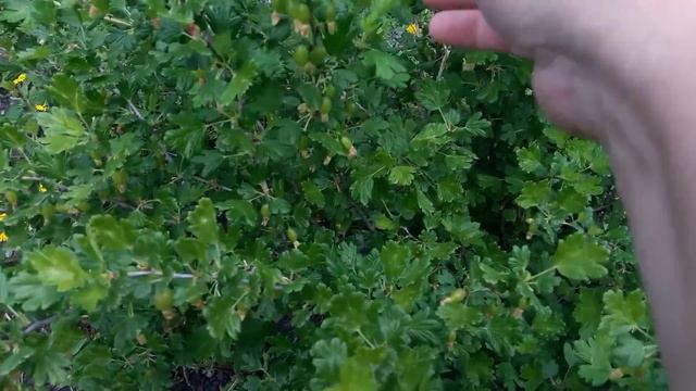 Живем в деревне. Дела житейские ! Приехал зять, помог. Жена уехала остался один смотреть онлайн