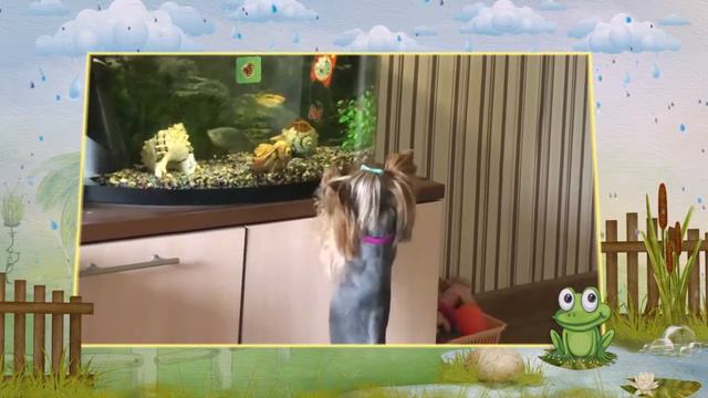 Тутси и рыбки