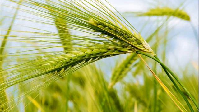 Веселые Украинские песни - Зеленеє жито, зелене