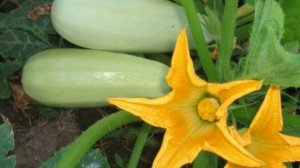 Выращивание кабачков в открытом грунте, посадка и уход. Кабачки в грядке.