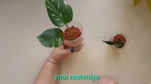 Серамис для растений