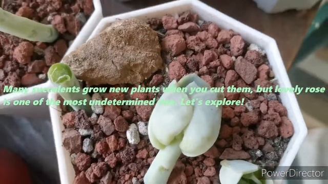Beheading Lovely Rose: Why and when you should behead your succulents? смотреть онлайн