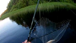 Жор щуки в ладожских шхерах