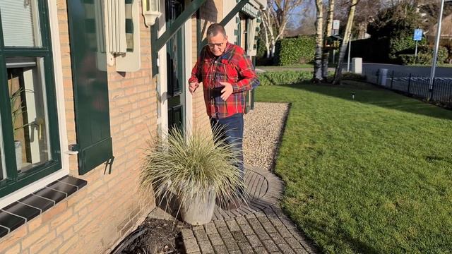 The Lomandra White Sands in January: a bulletproof perennial смотреть онлайн
