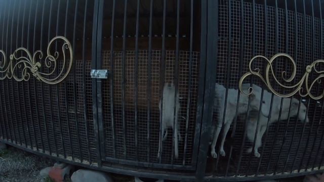 Алабай Граф/Что случилось?/Врач приехал к нашим питомцам