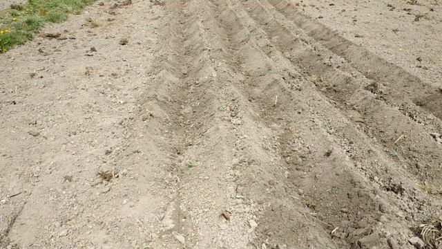 Посадка картофеля лёгким мотокультиватором: нарезание и засыпка рядков смотреть онлайн