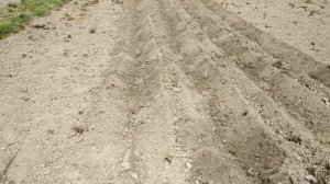 Посадка картофеля лёгким мотокультиватором: нарезание и засыпка рядков