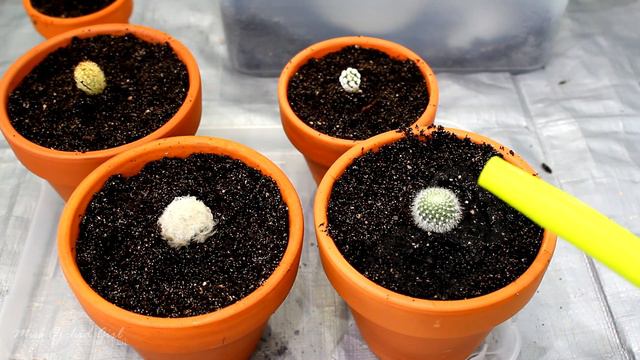 Starting a Cactus collection from cuttings смотреть онлайн