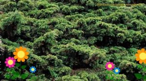 Можжевельник казацкий Кнап Хилл. Краткий обзор, описание характеристик juniperus sabina Knap Hill