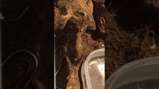 Кормление подвязочного ужа