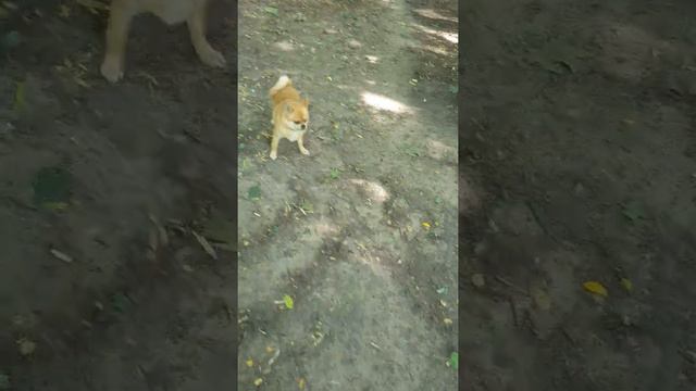 хищник на охоте смотреть онлайн