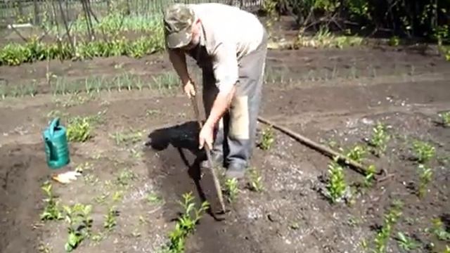 Как мы САДИМ ДЫНИ НА ДАЧЕ смотреть онлайн