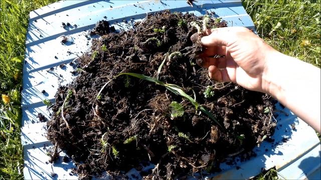 ЗОЛОТОЙ КОРЕНЬ, РОДИОЛА РОЗОВОЯ смотреть онлайн