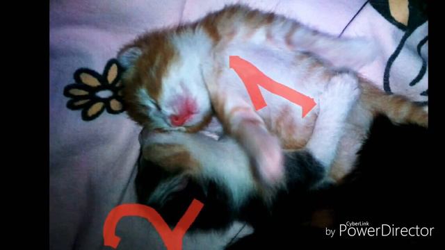 Просто общаюсь с вами (ШОК!!! У МОЕЙ КОШКИ РОДИЛИСЬ КОТЯТА)