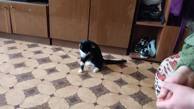Кот получил медаль и не знает, что с ней делать! смотреть онлайн