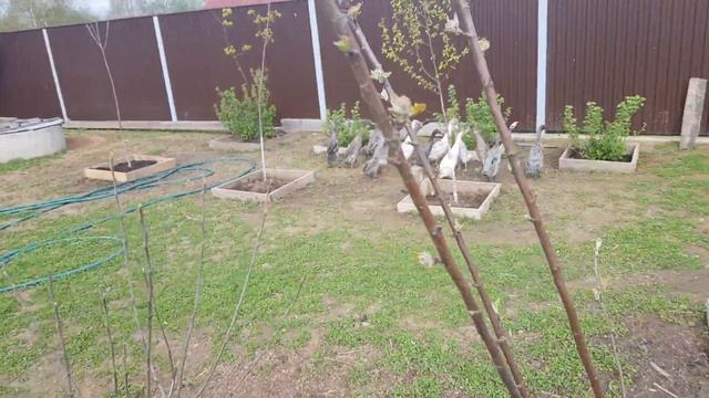 утки индийские бегунки 3 месяца смотреть онлайн