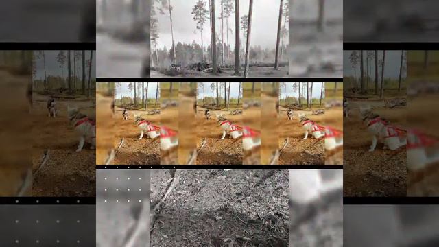 Ездовой спорт с Хаски смотреть онлайн