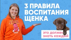 С чего начать воспитание щенка?🐶 3 ОБЯЗАТЕЛЬНЫХ ПРАВИЛА, которые должен знать КАЖДЫЙ☝🏻