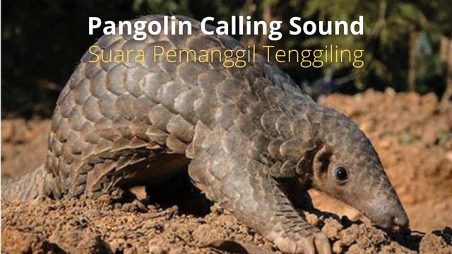 Pangolin Calling Sound || Suara Pemanggil Trenggiling смотреть онлайн