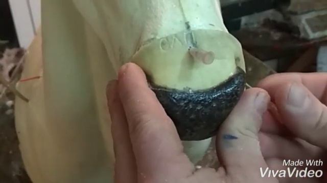 Таксидермия-пятнистый олень.часть-1.искусственный нос. смотреть онлайн