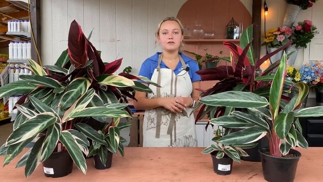 Triostar Stromanthe - Houseplant Of The Week