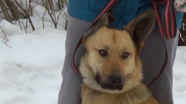 Маша. Ногинский приют для животных. смотреть онлайн