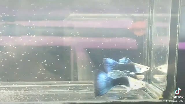 half black blue link fb https://www.facebook.com/profile.php?id=10003420134165 смотреть онлайн