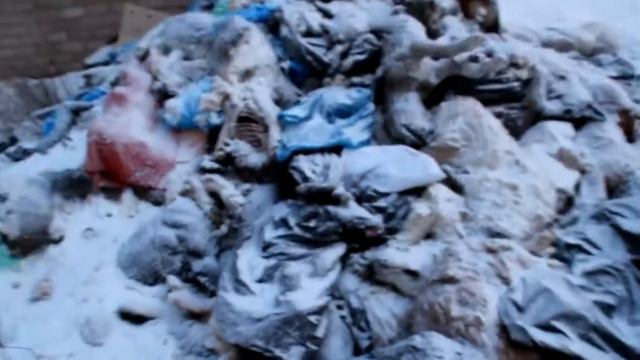 Найдена гора трупов кошек и собак на свалке смотреть онлайн