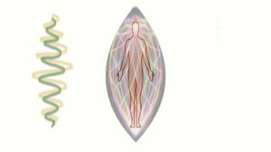 Медитация Радужный Кокон