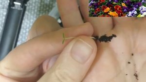Анютины глазки ОТ ПОСАДКИ ДО ЦВЕТЕНИЯ??