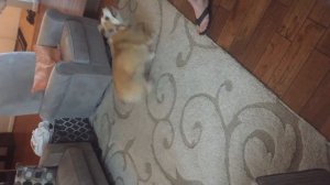 Команды на английском для собак