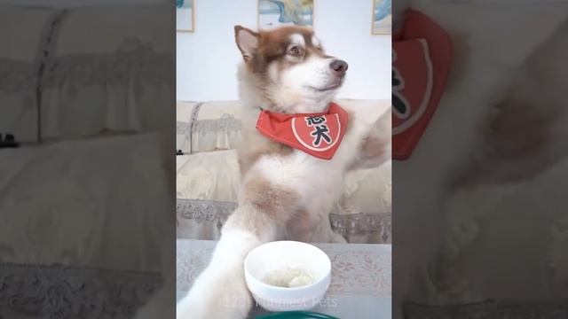 The dogs are cute and funny #32 - Funny and Cute Pets Compilation смотреть онлайн