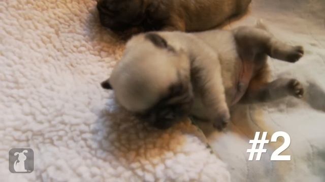 5 Pug Puppy Moments To Make You SQUEE! - Puppy Love смотреть онлайн