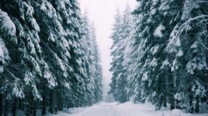 Новая цыганская песня 2019 "Сосна"