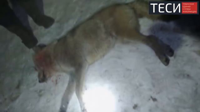 Волк напал на человека смотреть онлайн