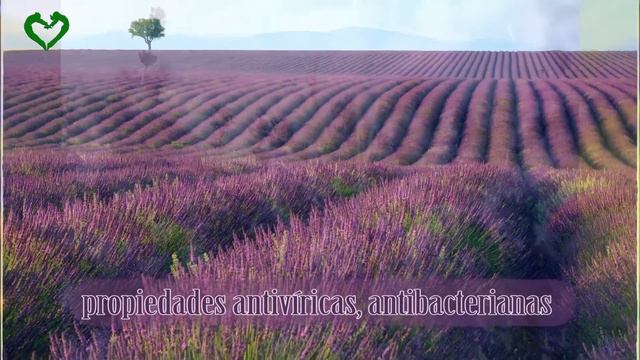 La lavanda, propiedades y beneficios para nuestra salud смотреть онлайн
