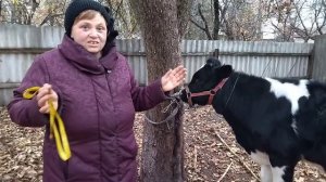 Как определить вес теленка, бычка, коровы?