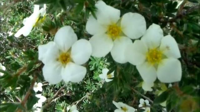 Potentilla Fruticosa McKay's White (Early June 2018) смотреть онлайн