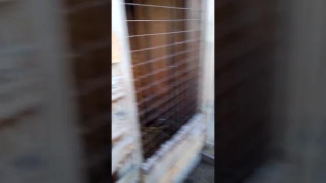 Домашний зоопарк. смотреть онлайн