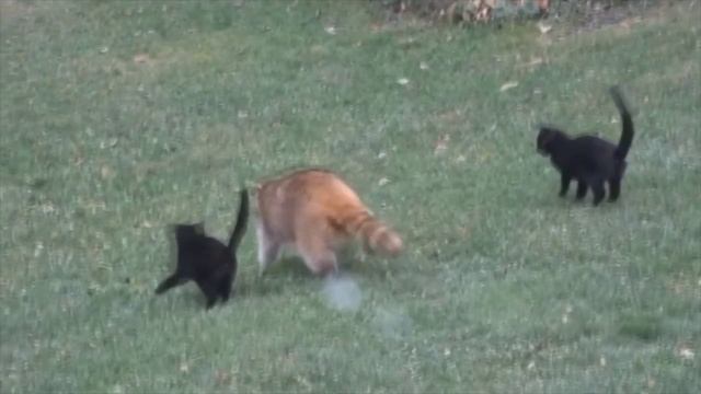 енот с котами смотреть онлайн