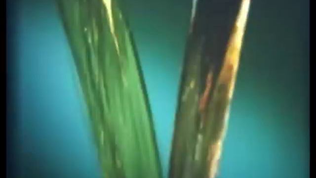 Василий Шумов "Боярышник в Иркутске" смотреть онлайн